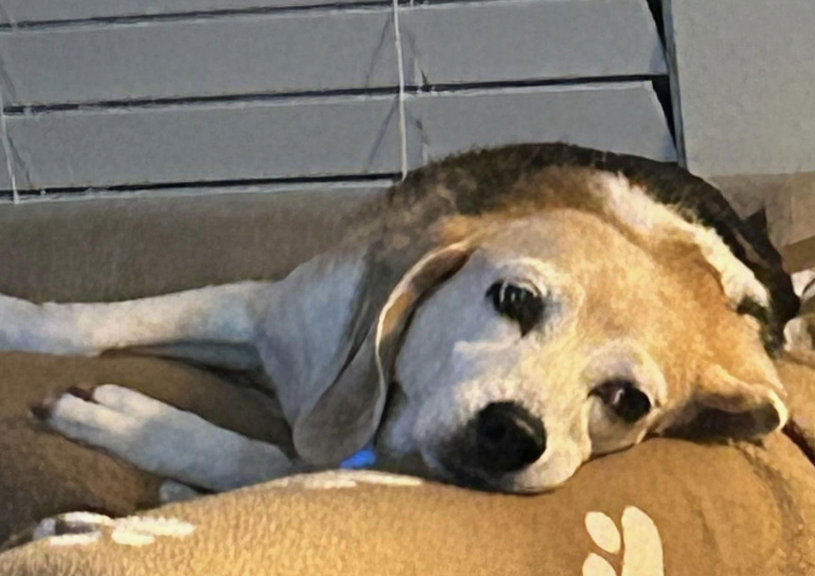Enlarge Courtesy Listing- Bagel, a Adoptable Beagle in Tampa, FL image 3/3