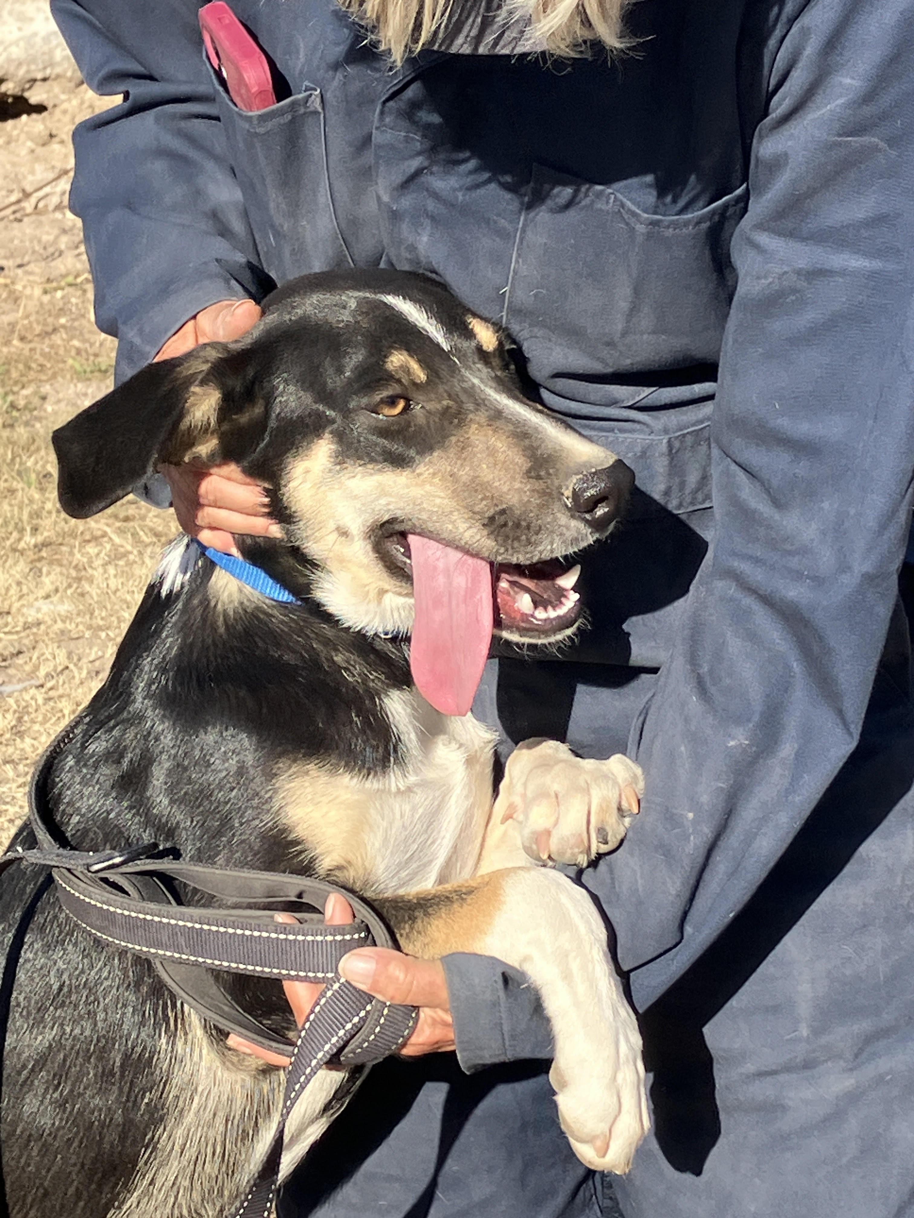 OKRA-Awfully Sweet, a Adopted mixed breed in South Hadley, MA image 5/6