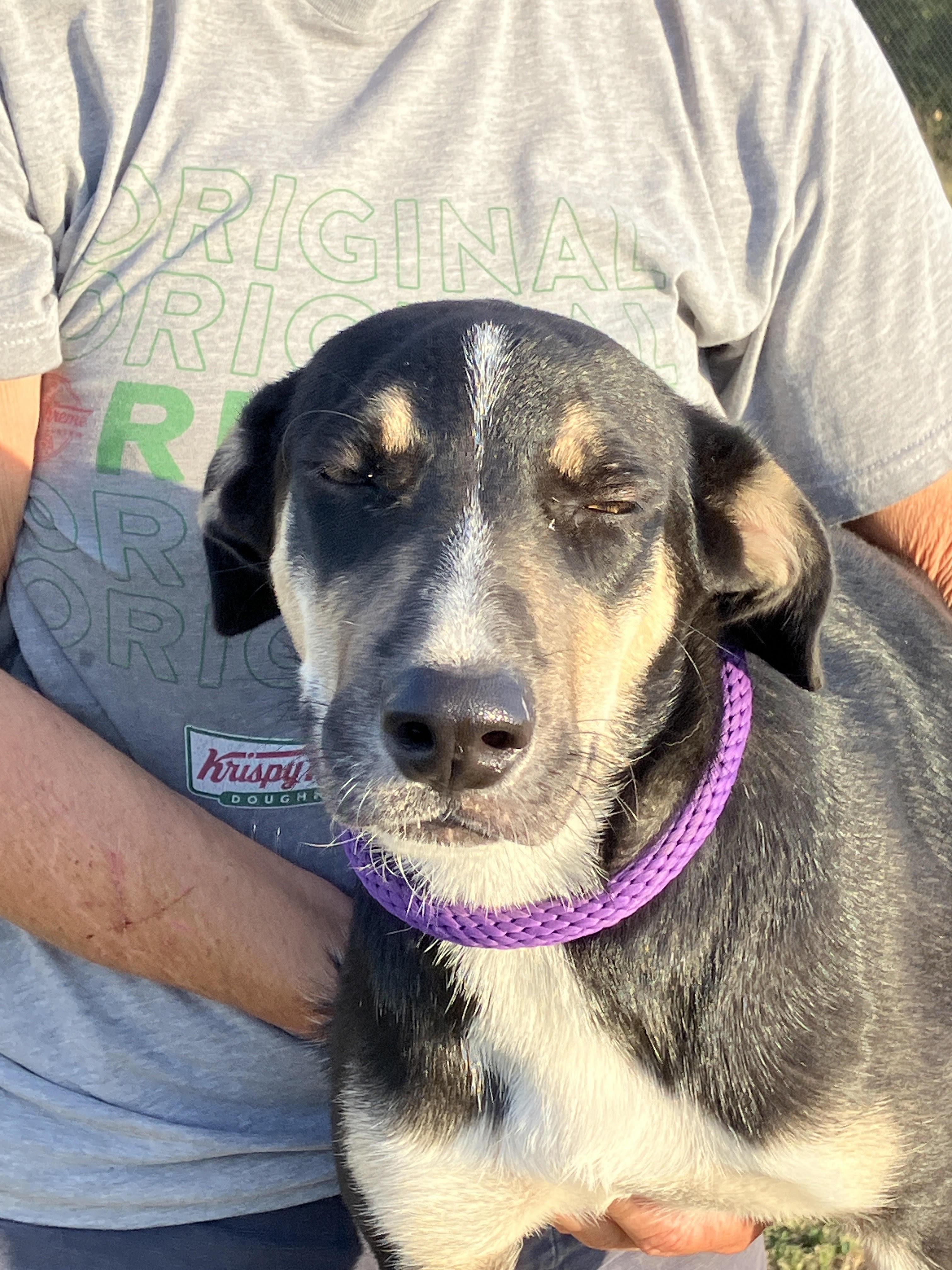 OKRA-Awfully Sweet, a Adopted mixed breed in South Hadley, MA image 3/6