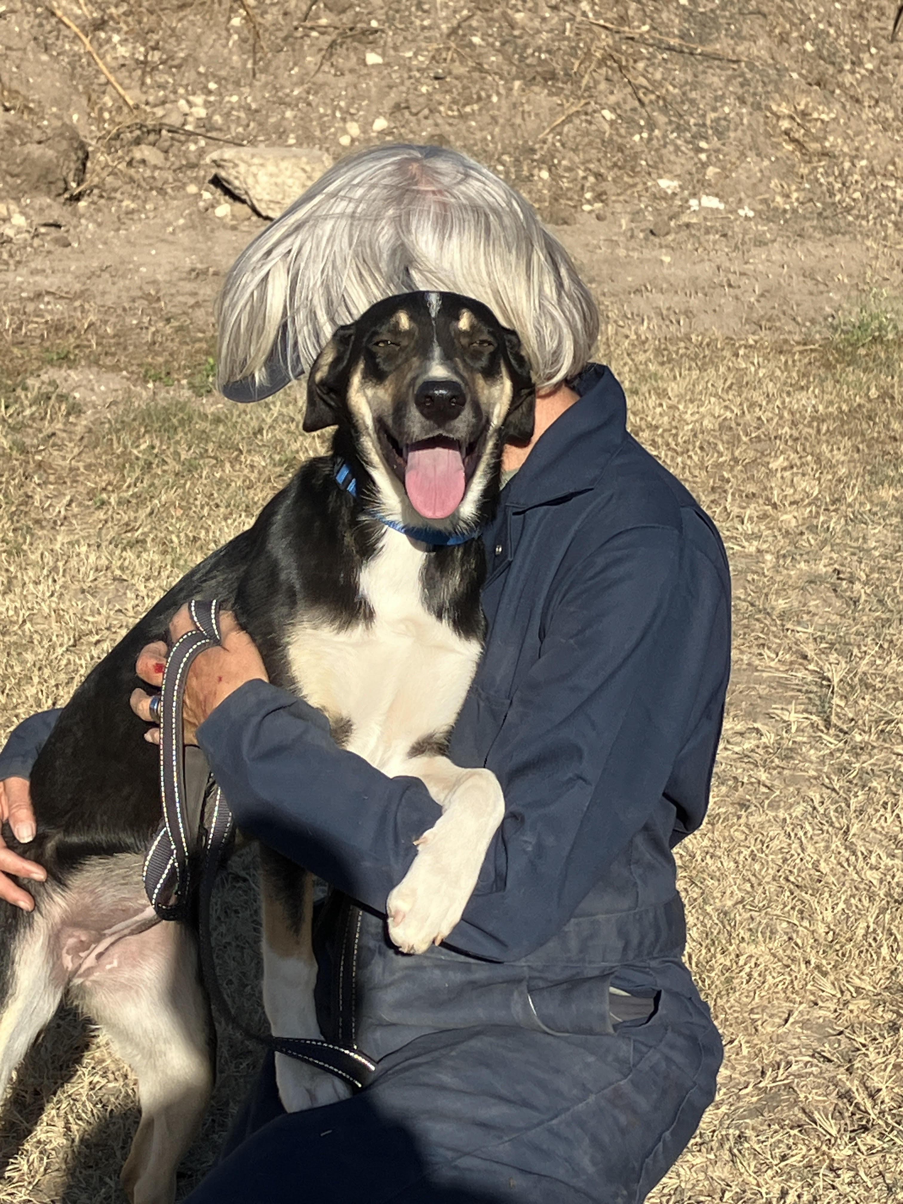 OKRA-Awfully Sweet, Adopted, Young Female Collie.