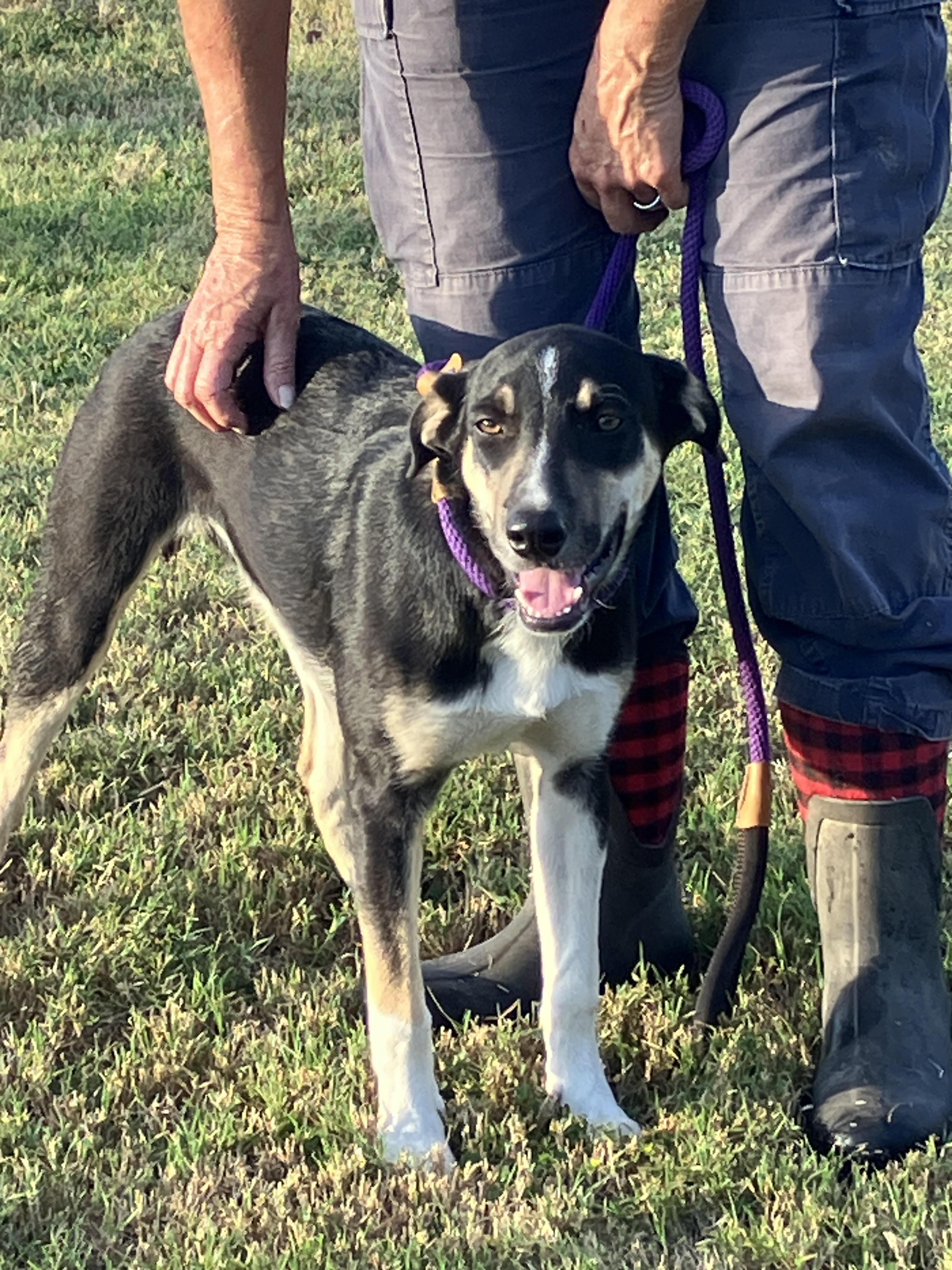 OKRA-Awfully Sweet, a Adopted mixed breed in South Hadley, MA image 4/6