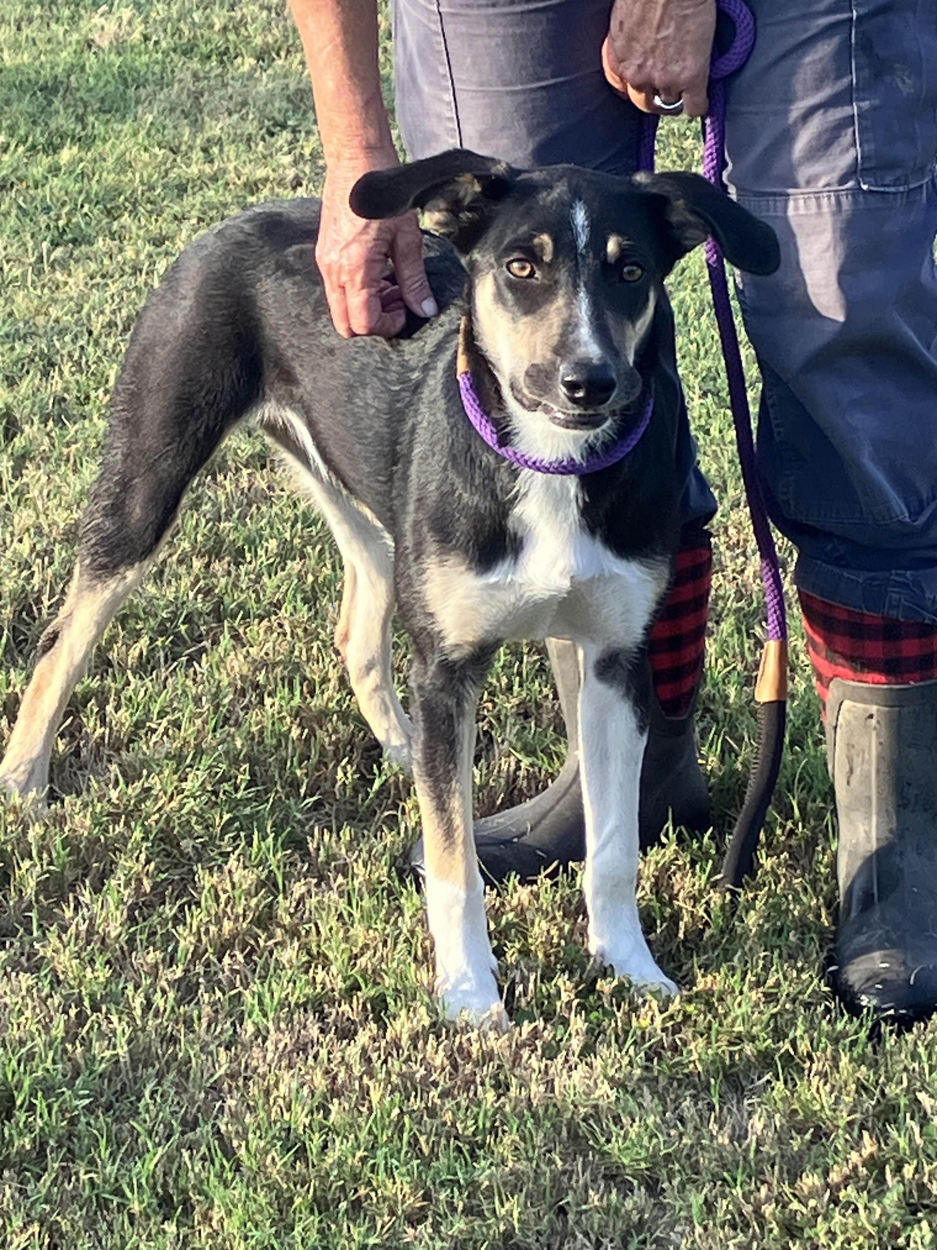 OKRA-Awfully Sweet, a Adopted mixed breed in South Hadley, MA image 2/6