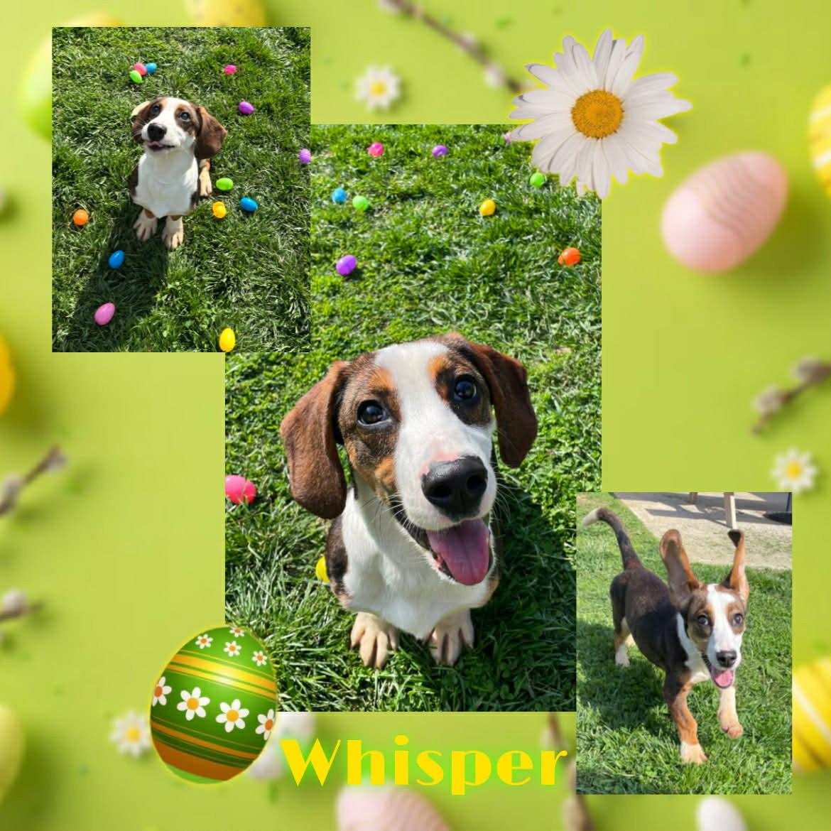 Enlarge Whisper, a Adoptable Basset Hound in Georgetown, KY image 1/1