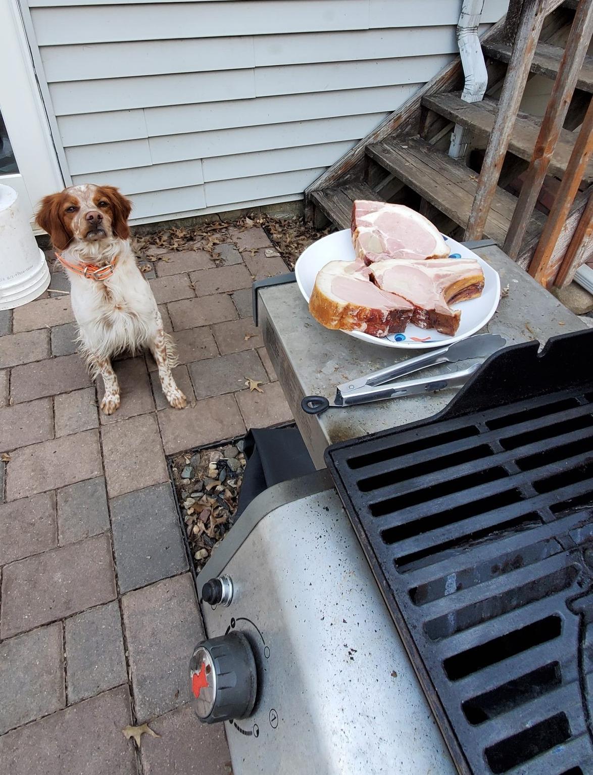 MILO #20041387 MN, a Adopted Brittany Spaniel in Manitowoc, WI image 5/5