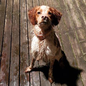 MILO #20041387 MN, a Adopted Brittany Spaniel in Manitowoc, WI image 2/5