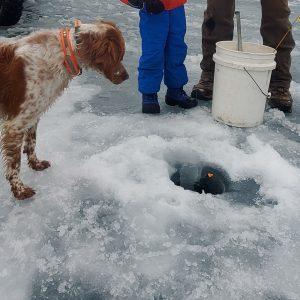 MILO #20041387 MN, a Adopted Brittany Spaniel in Manitowoc, WI image 3/5