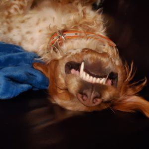 MILO #20041387 MN, a Adopted Brittany Spaniel in Manitowoc, WI image 4/5