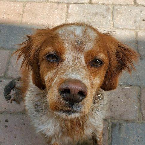 MILO #20041387 MN, a Adopted Brittany Spaniel in Manitowoc, WI image 1/5