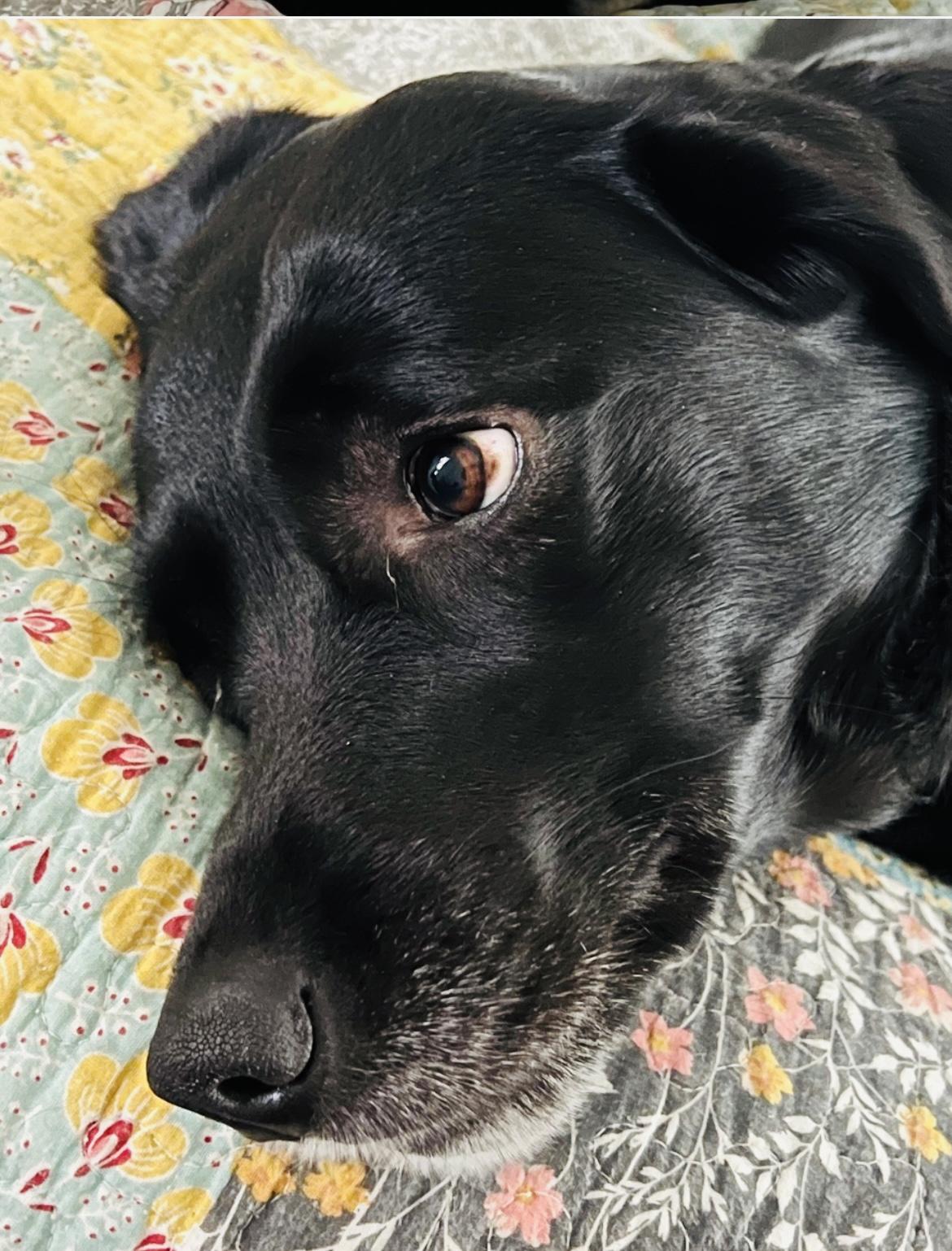 ONYX, a Adoptable Labrador Retriever in Broken Arrow, OK image 5/6