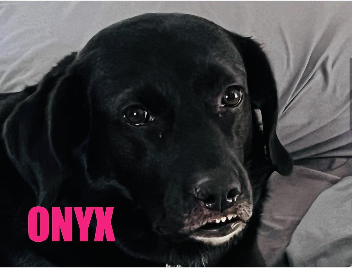 ONYX, a Adoptable Labrador Retriever in Broken Arrow, OK image 2/6