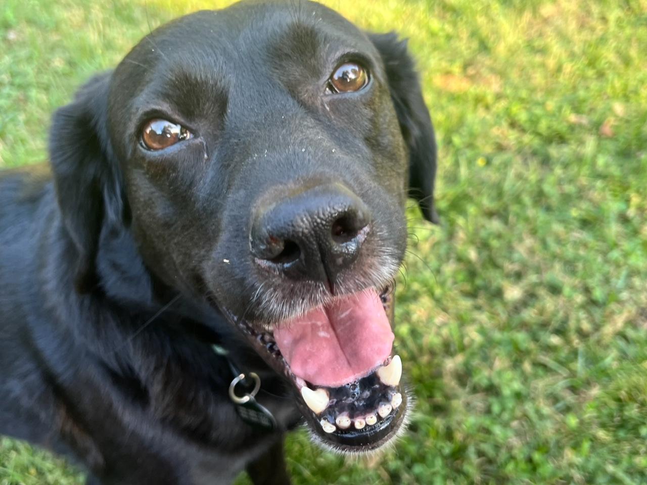 ONYX, a Adoptable Labrador Retriever in Broken Arrow, OK image 1/6
