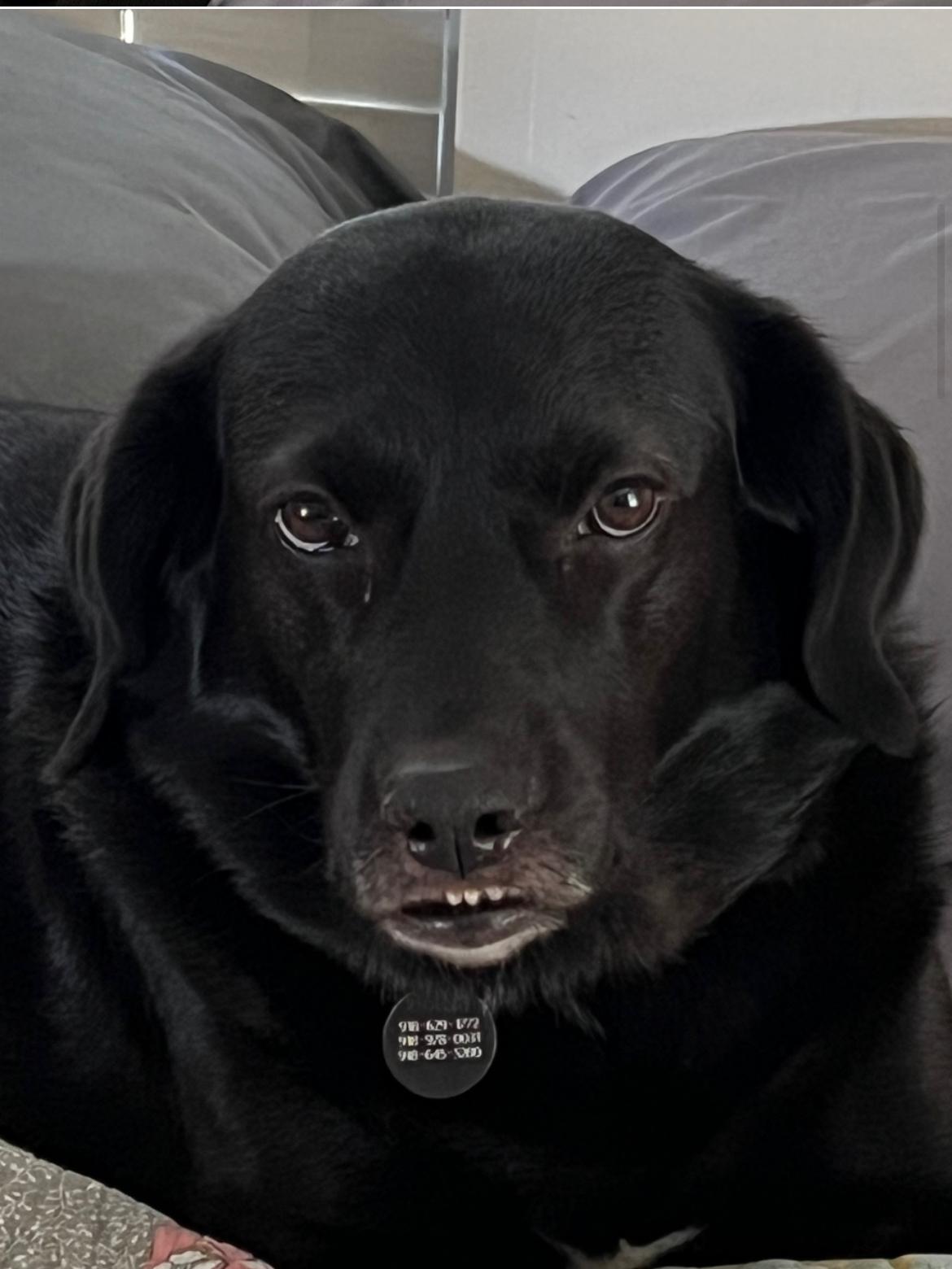 ONYX, a Adoptable Labrador Retriever in Broken Arrow, OK image 6/6