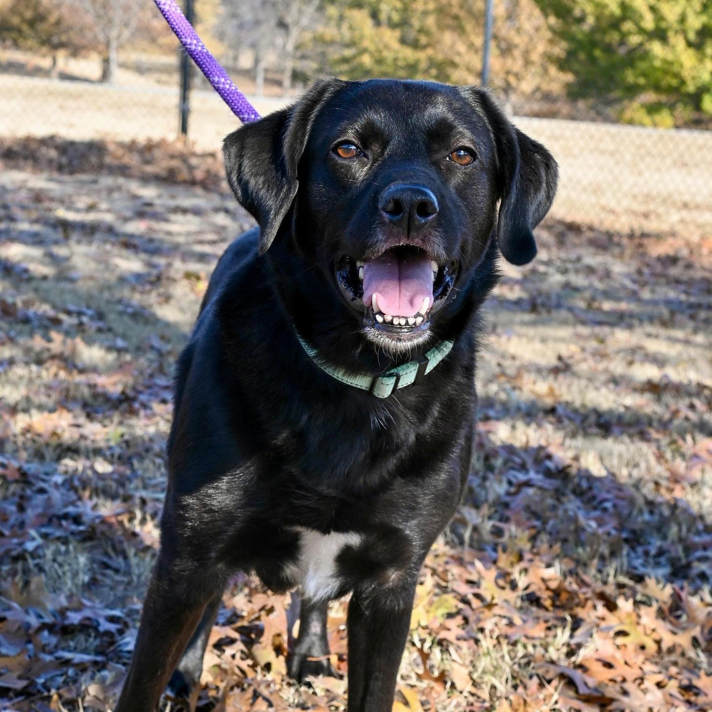ONYX, Adoptable, Adult Female Labrador Retriever.