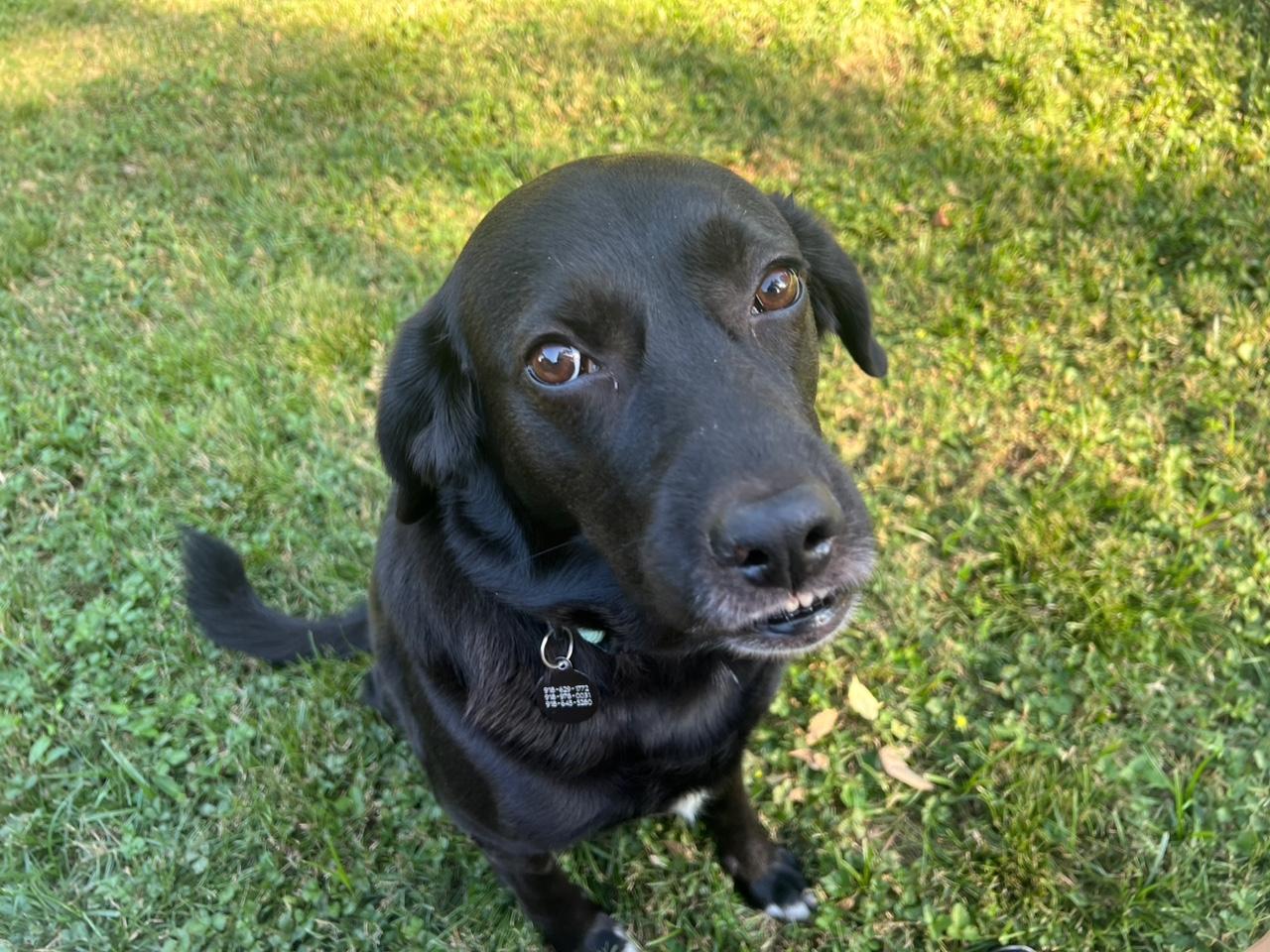 ONYX, a Adoptable Labrador Retriever in Broken Arrow, OK image 3/6