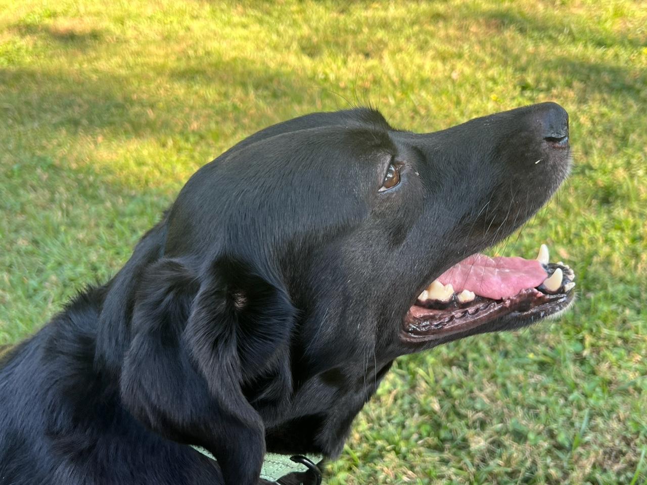 ONYX, a Adoptable Labrador Retriever in Broken Arrow, OK image 4/6
