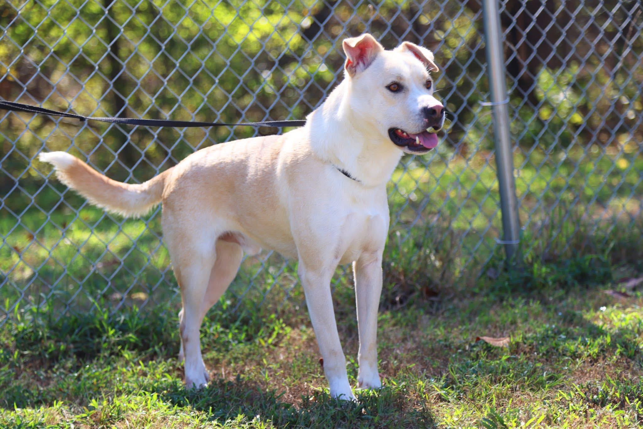 Enlarge Jag, a ADOPTABLE mixed breed in Cherokee Village, AR image 2/3