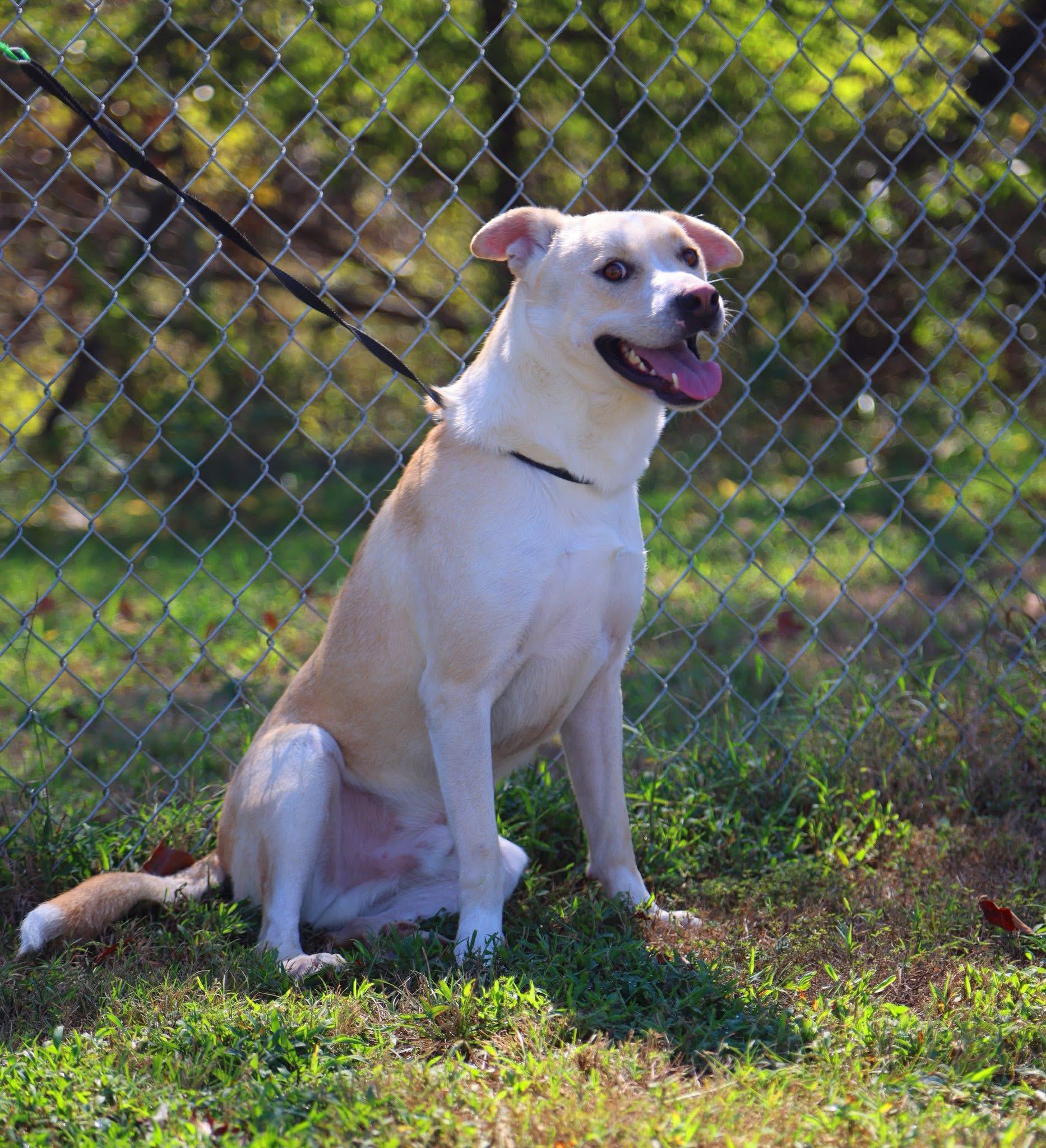 Enlarge Jag, a ADOPTABLE mixed breed in Cherokee Village, AR image 1/3