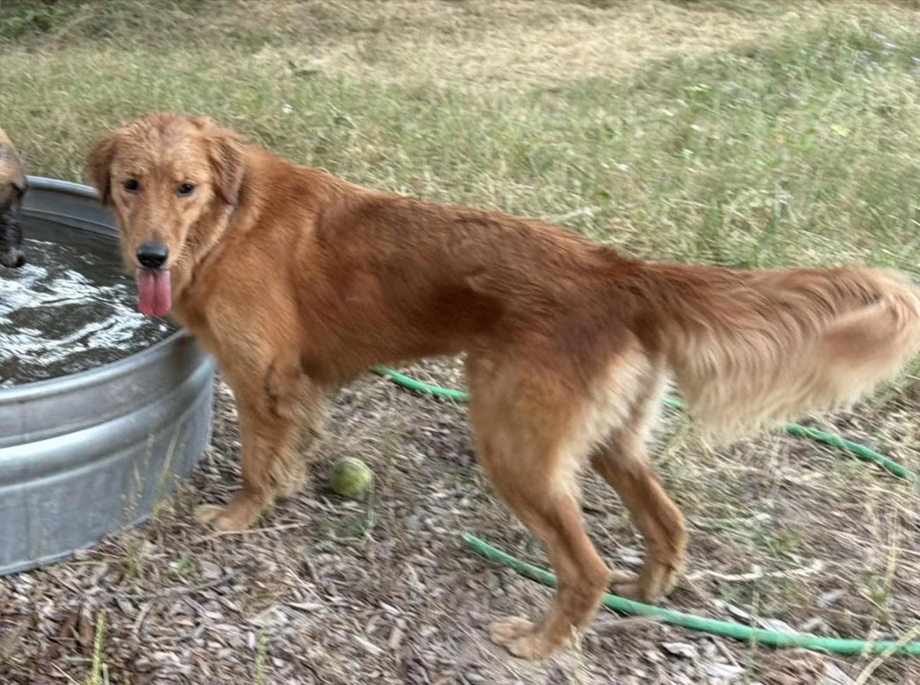 Enlarge Cassie, an adopted Golden Retriever in Santa Rosa, CA image 2/2