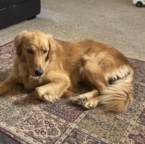 Enlarge Cassie, an adopted Golden Retriever in Santa Rosa, CA image 1/2