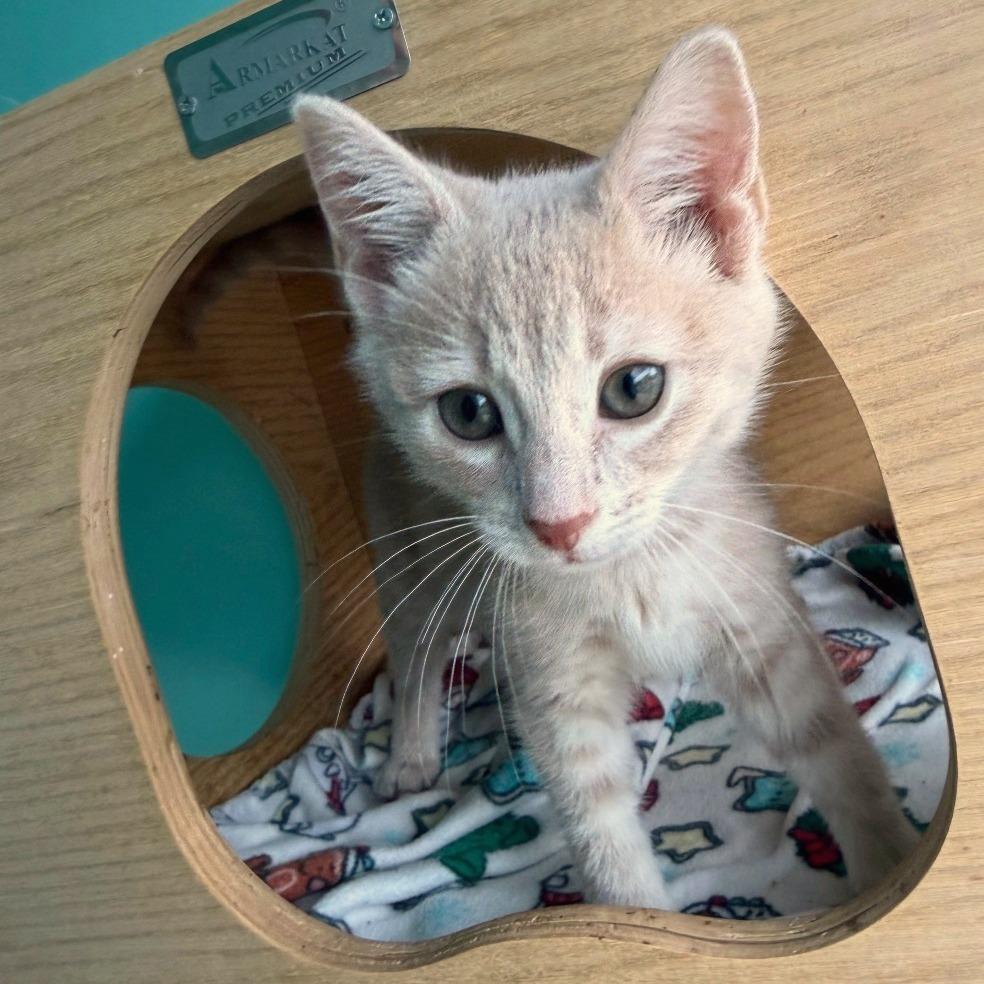 Enlarge Gamila, a Adoptable Domestic Short Hair in Falls Church, VA image 1/3