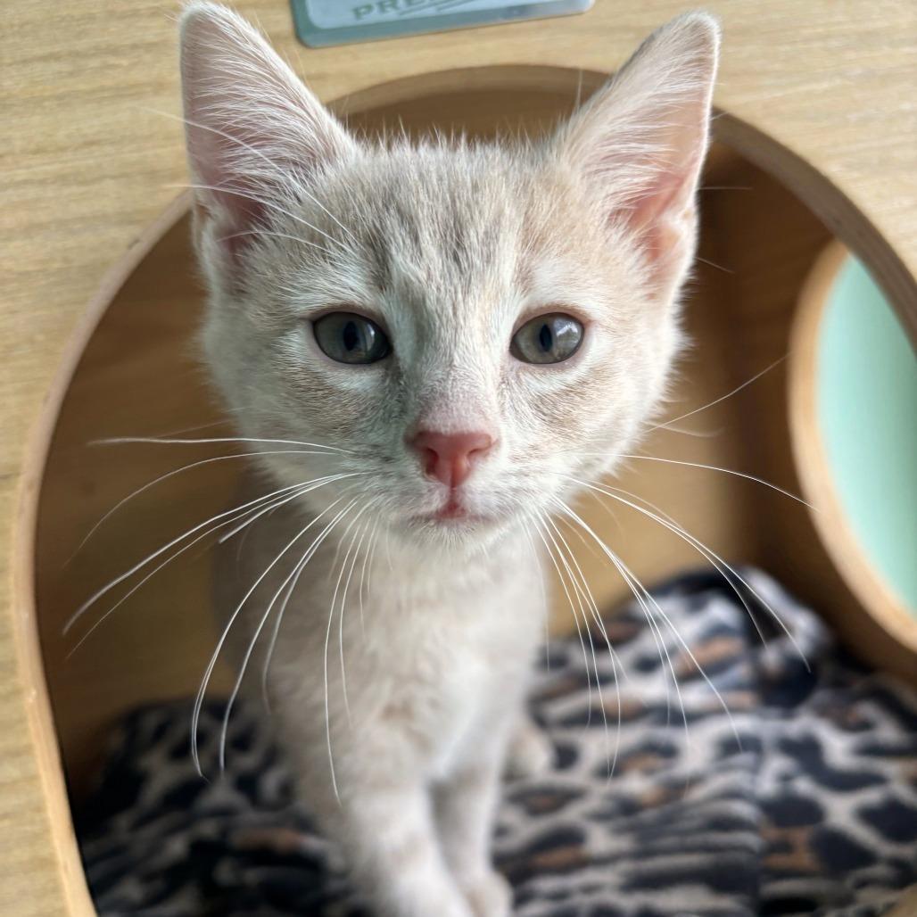 Enlarge Gamila, a Adoptable Domestic Short Hair in Falls Church, VA image 2/3