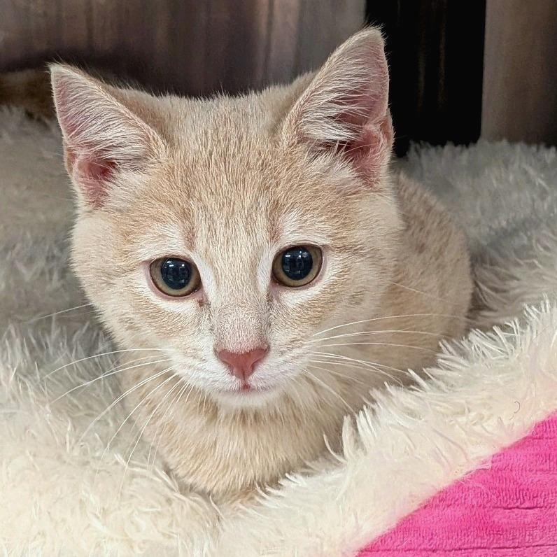 Enlarge Gamila, a Adoptable Domestic Short Hair in Falls Church, VA image 3/3