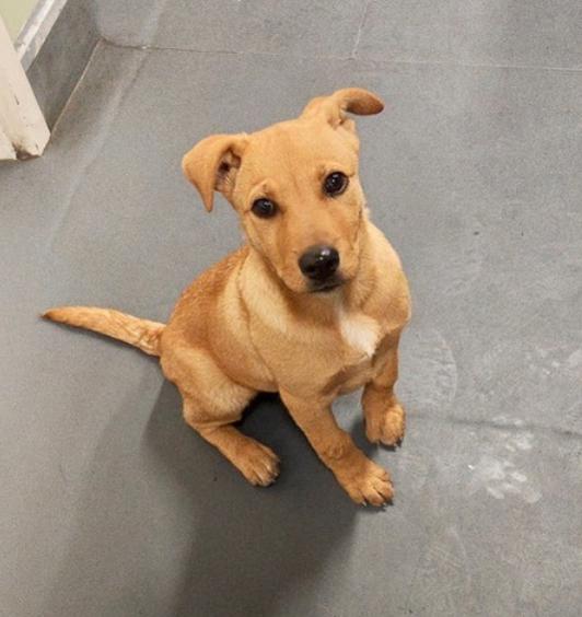 Enlarge Penny, a Adopted mixed breed in Calgary, AB image 2/5