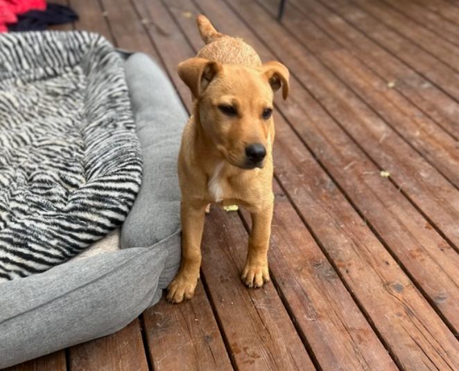 Enlarge Penny, a Adopted mixed breed in Calgary, AB image 5/5