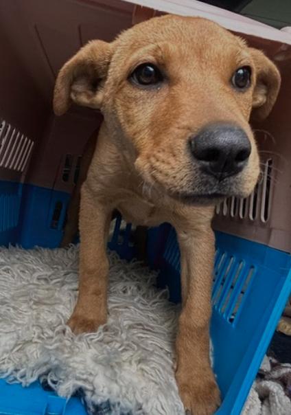 Enlarge Penny, a Adopted mixed breed in Calgary, AB image 3/5