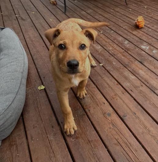 Penny, Adopted, Young Female Labrador Retriever & Shepherd.