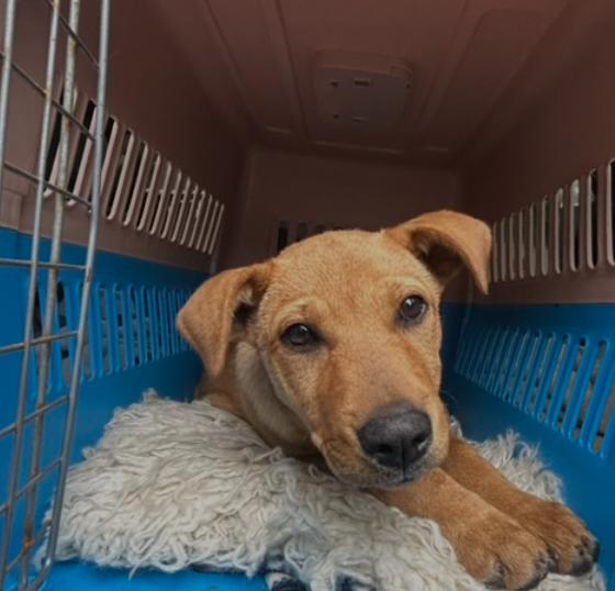 Enlarge Penny, a Adopted mixed breed in Calgary, AB image 4/5