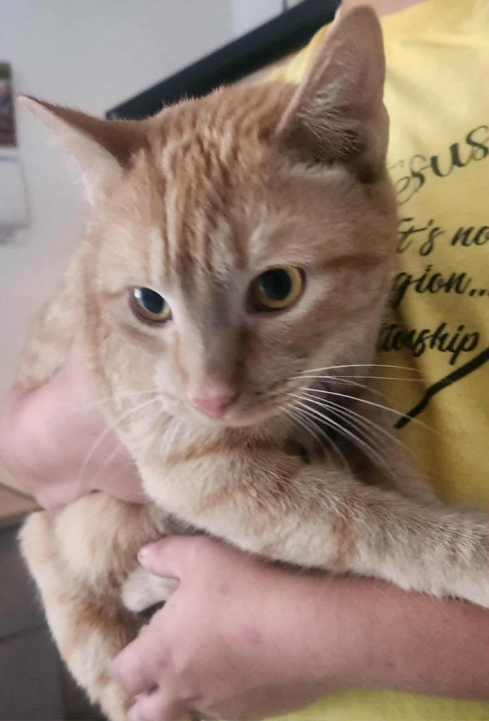 Echo, Adoptable, Adult Female Domestic Short Hair.