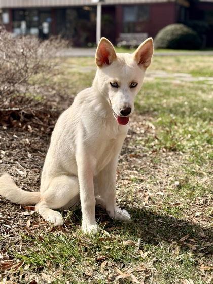 Ryker, Adoptable, Young Male Siberian Husky.