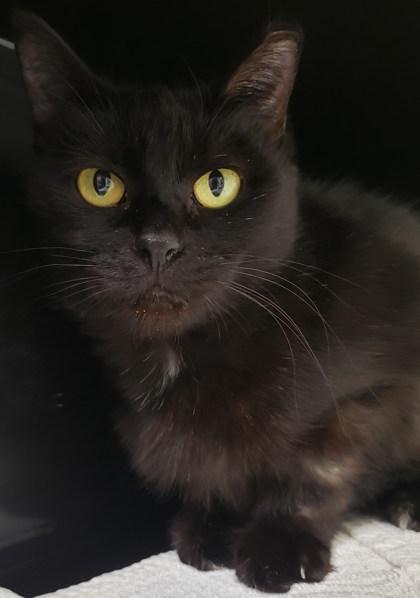 Enlarge Natasha, a Adoptable mixed breed in Cleveland, OH image 1/1