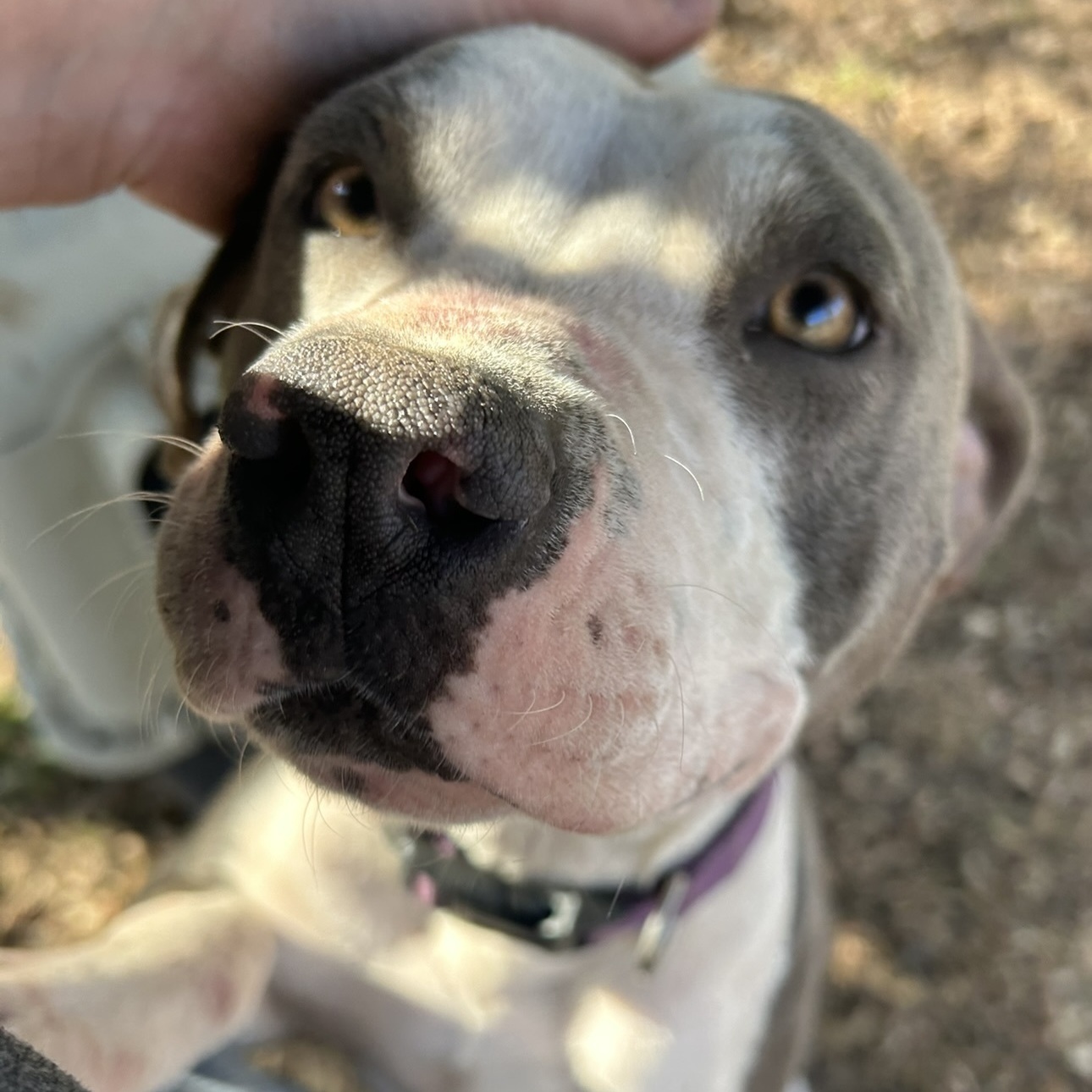 Enlarge Mona, a Adoptable Pit Bull Terrier in Sparta, GA image 1/5