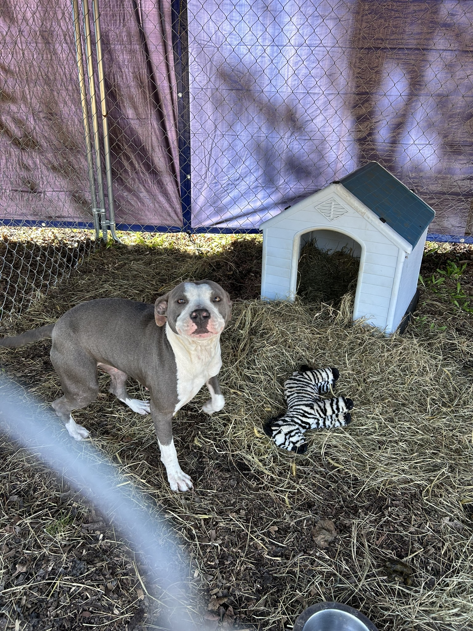 Mona, an adoptable Pit Bull Terrier in Sparta, GA, 31087 | Photo Image 3