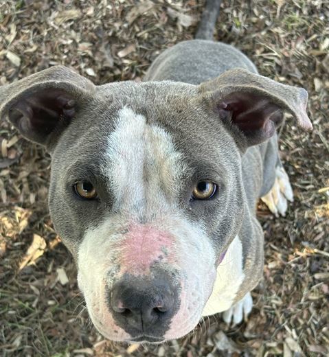 Enlarge Mona, a Adoptable Pit Bull Terrier in Sparta, GA image 3/5