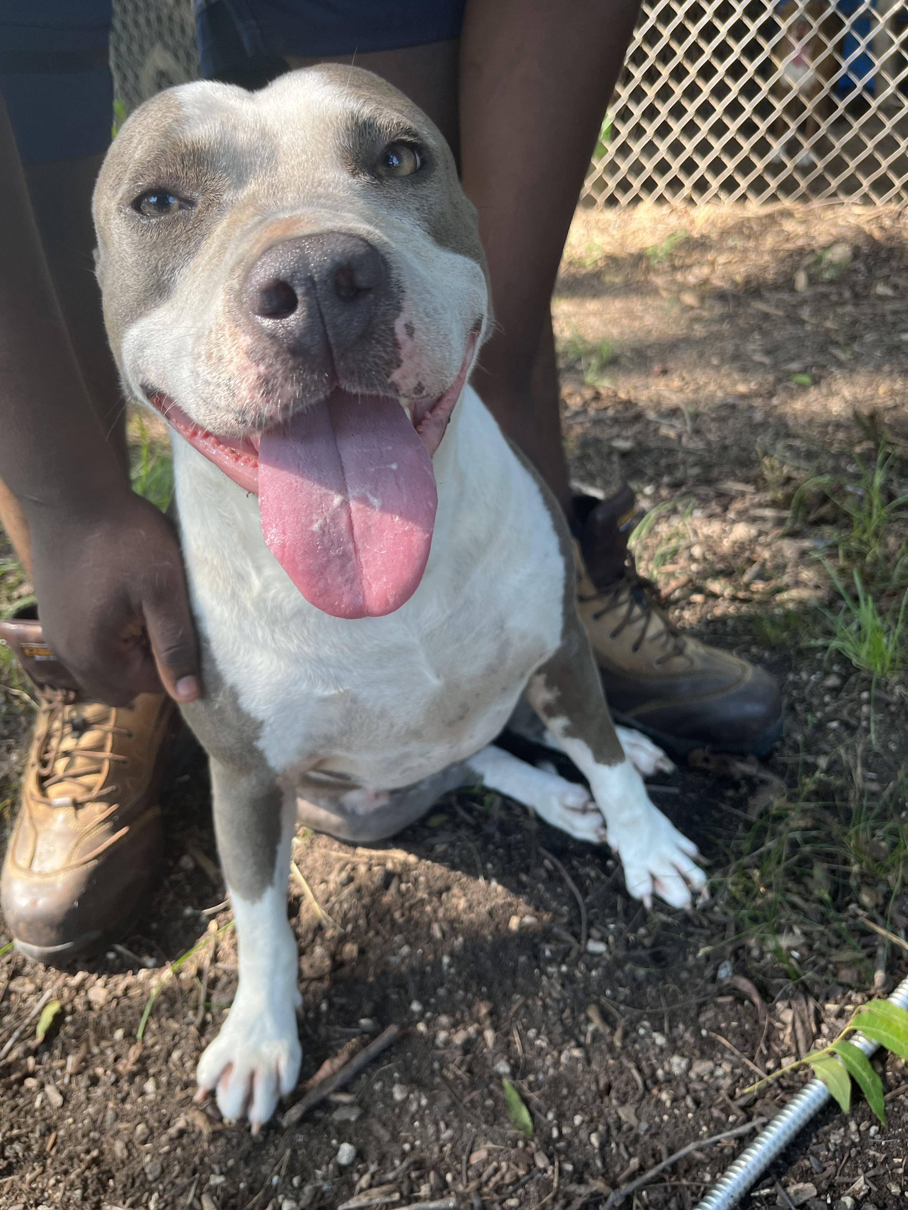 Mona, a Adoptable Pit Bull Terrier in Sparta, GA image 6/6