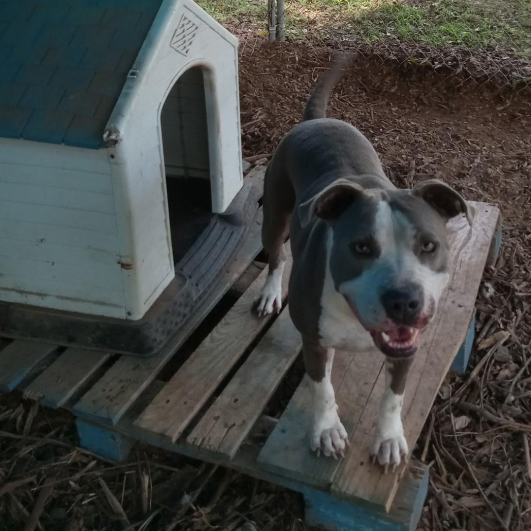 Enlarge Mona, a Adoptable Pit Bull Terrier in Sparta, GA image 4/5