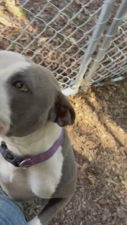 Enlarge Mona, a Adoptable Pit Bull Terrier in Sparta, GA video 5/5