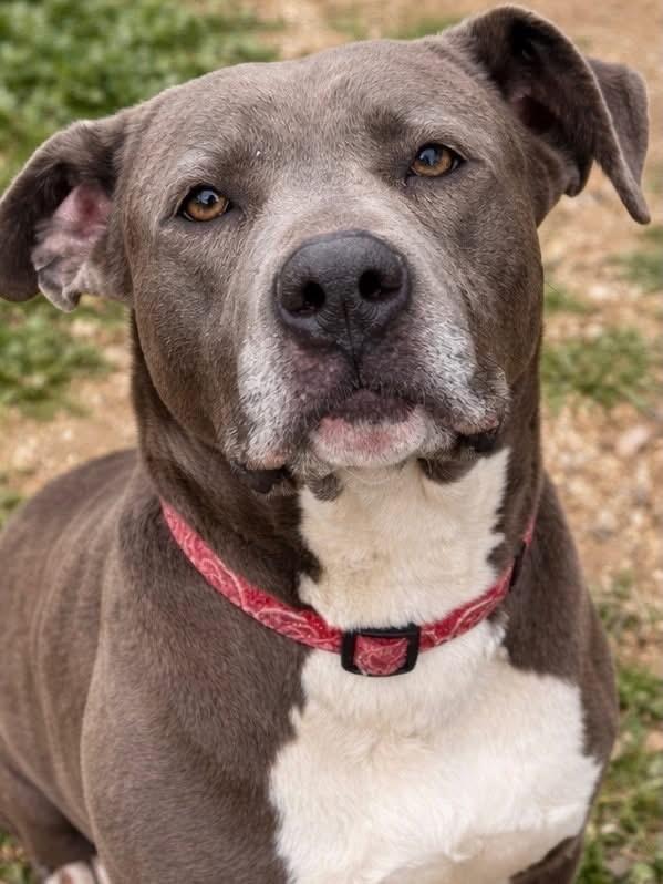 Enlarge Maggy May, a Adoptable Pit Bull Terrier in Tehachapi, CA image 2/2