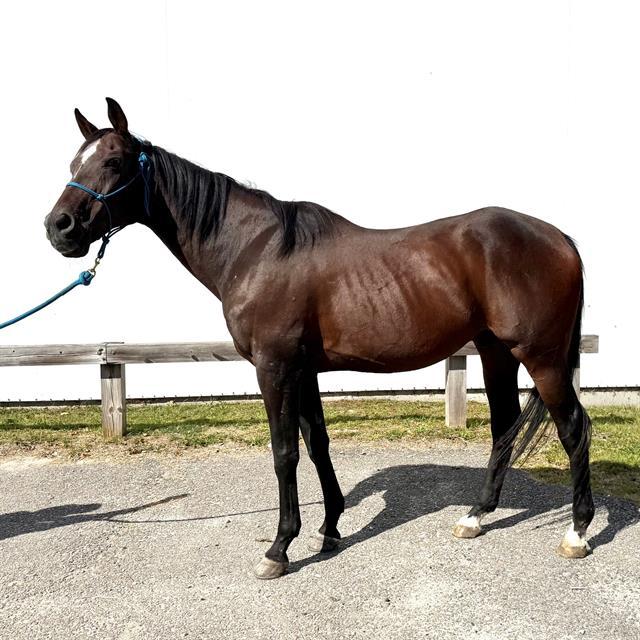 POWER PLAYER, Adoptable, Senior Male Thoroughbred.
