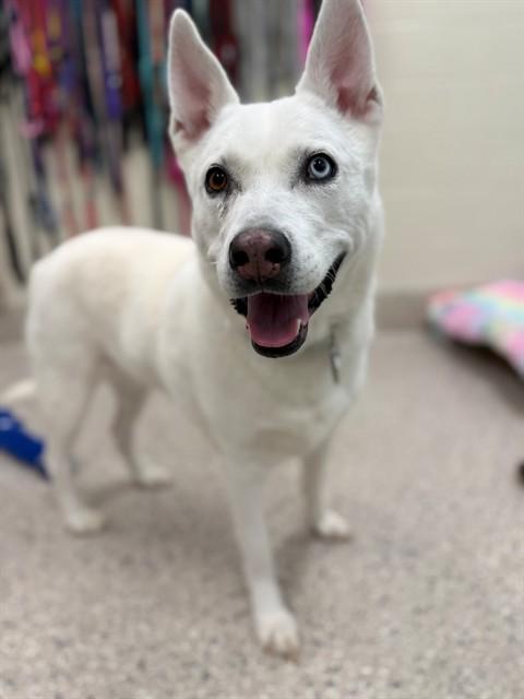 CHIVA, Adoptable, Adult Female Siberian Husky.