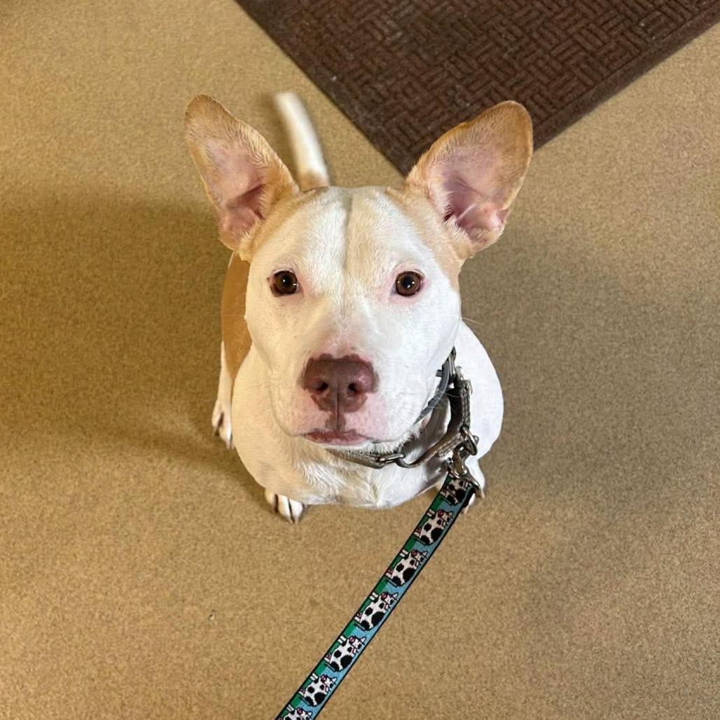 Daisy, Adoptable, Adult Female Mixed Breed.