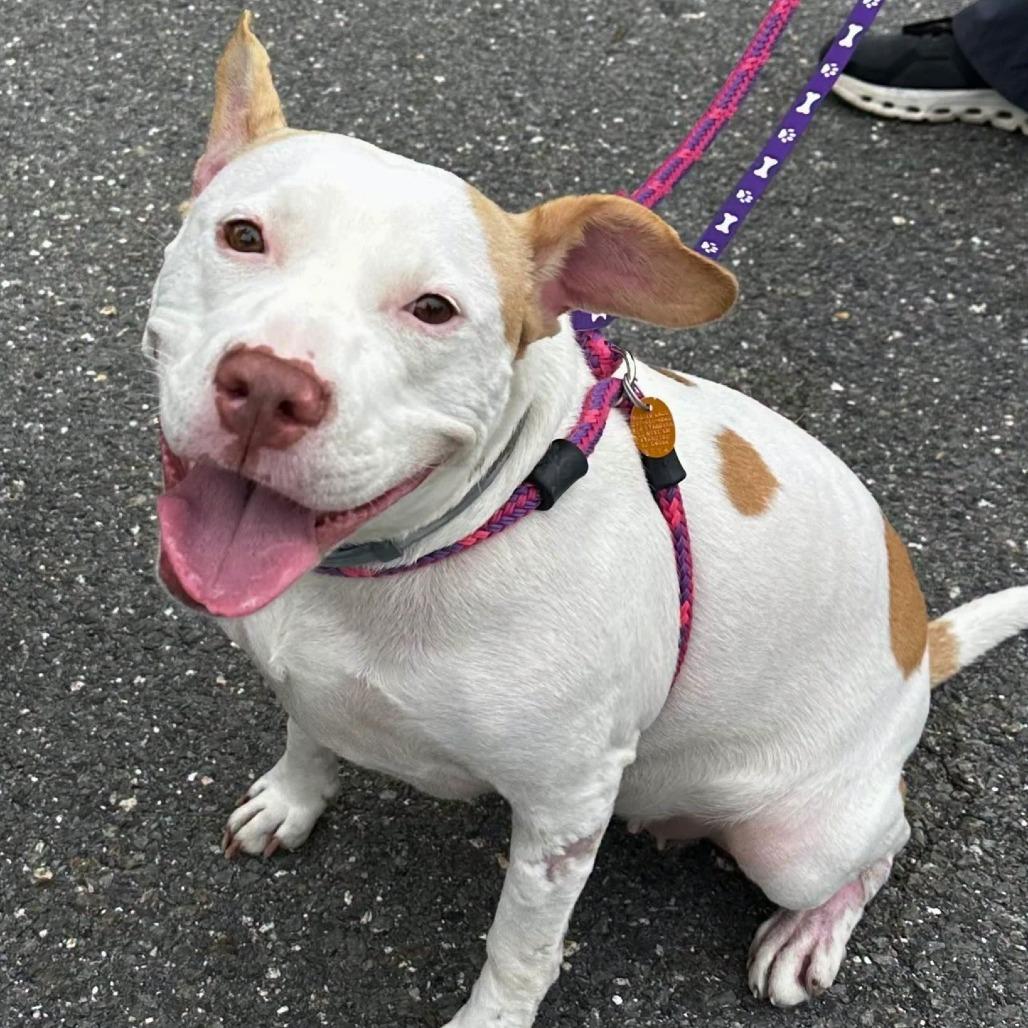 Enlarge Daisy, a Adoptable Mixed Breed in South Portland, ME image 2/5