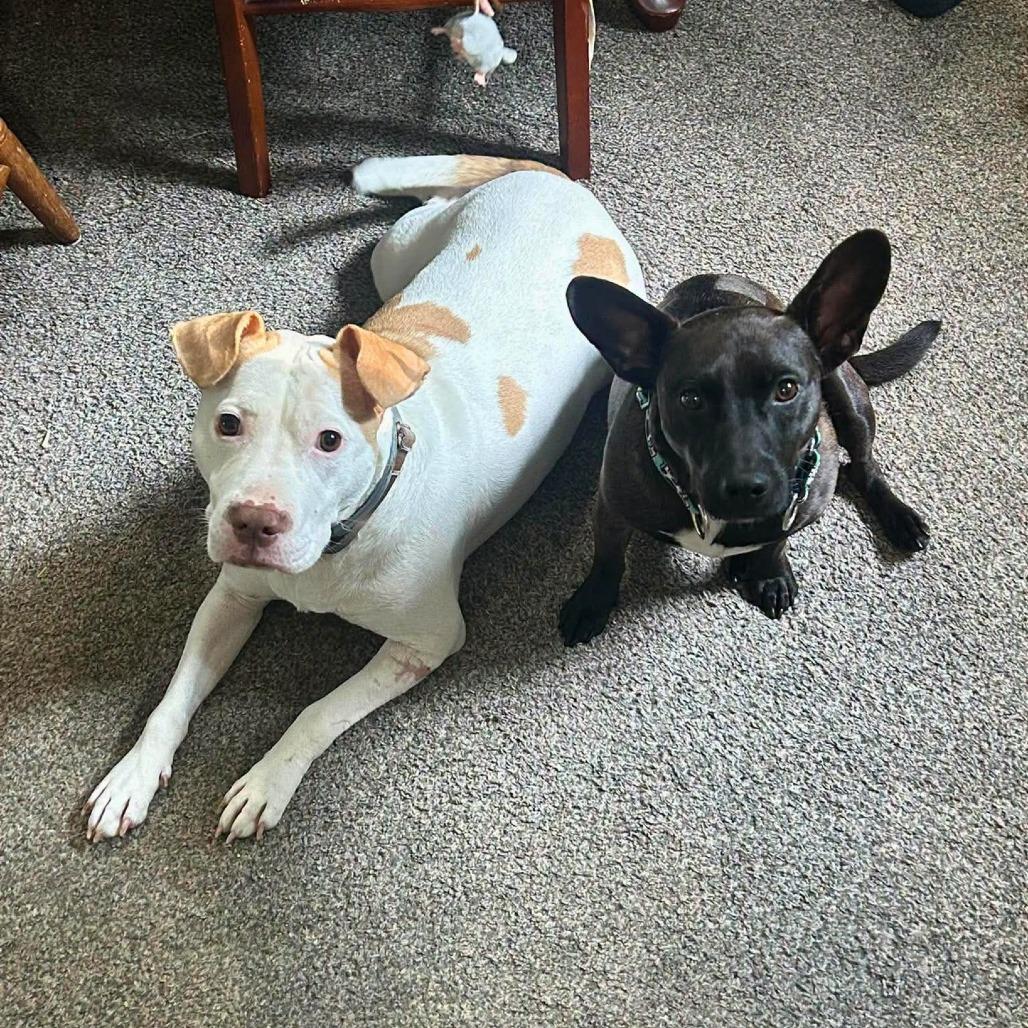 Enlarge Daisy, a Adoptable Mixed Breed in South Portland, ME image 3/5