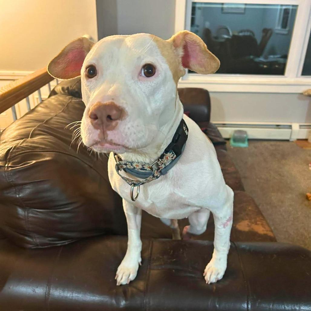 Enlarge Daisy, a Adoptable Mixed Breed in South Portland, ME image 4/5