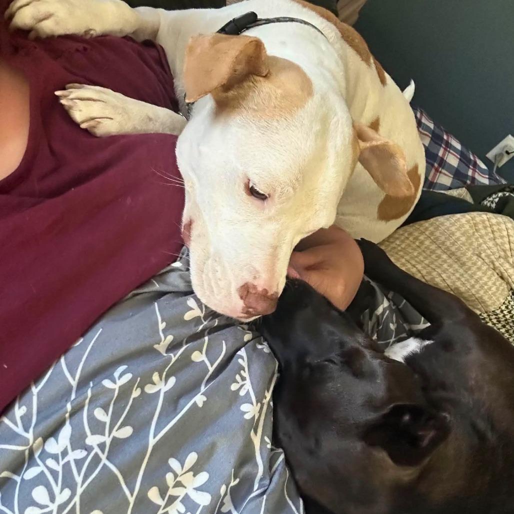Enlarge Daisy, a Adoptable Mixed Breed in South Portland, ME image 5/5