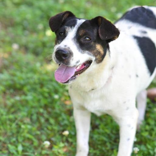 Tessa, an adoptable Catahoula Leopard Dog & Rat Terrier Mix in Hot Springs, AR_image-1