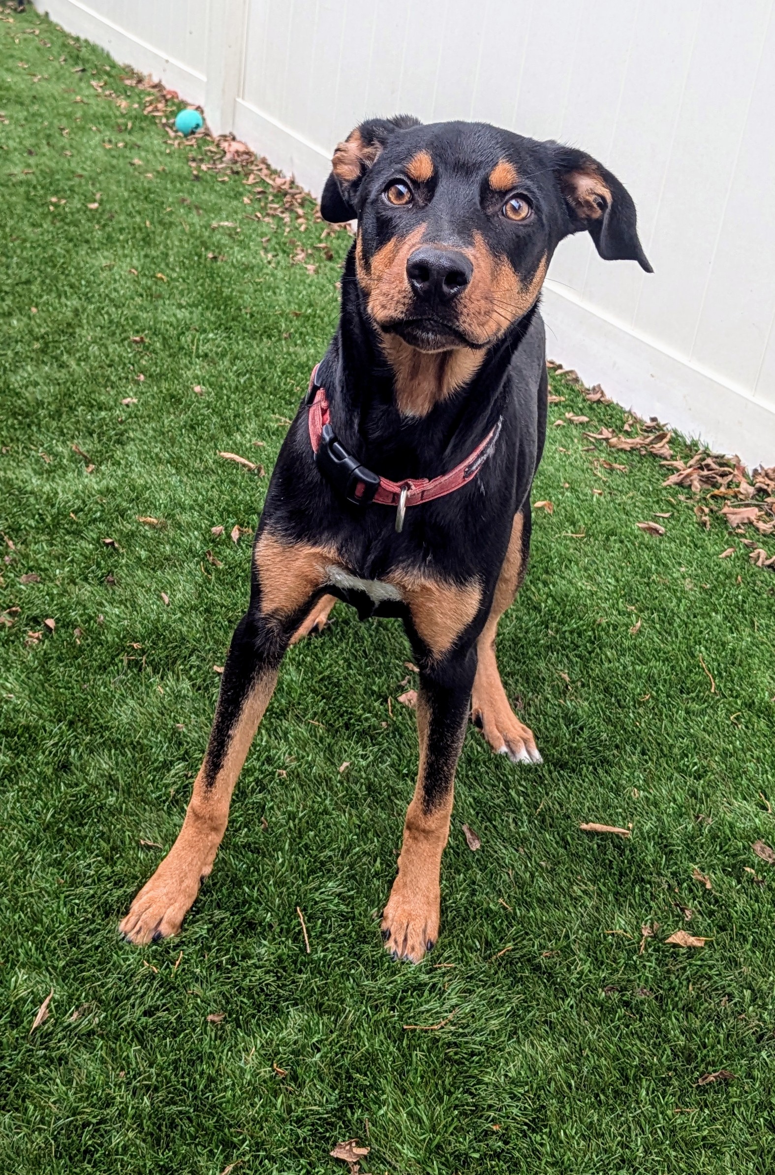 Dog for adoption Andrew, a Hound Mix in Mount Juliet, TN Petfinder